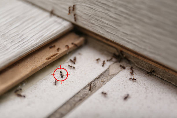 Best Termite Control Services  in West Hill, OH